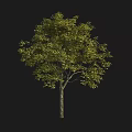 Arbor Tree with Green Leaves Tall Trunk and Lush Foliage in Natural Landscape