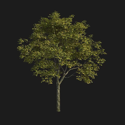 Arbor Tree with Green Leaves Tall Trunk and Lush Foliage in Natural Landscape 3d model
