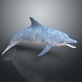 Spotting Dolphin Dolphin Cartoon Dolphin Animation Dolphin Animation Dolphin Animation Character Game Character 3d model