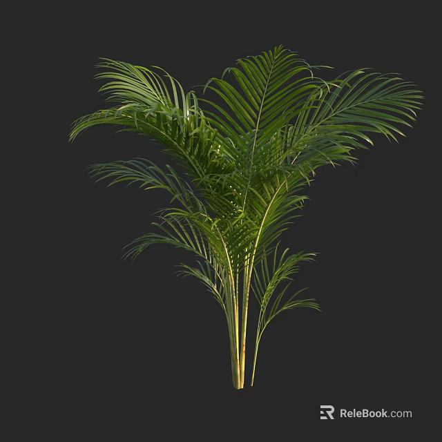 Green Palm Tree With Large Leaves And Slender Trunks In Black Background 3d model 