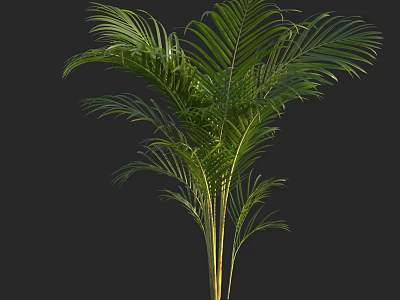 Green Palm Tree With Large Leaves And Slender Trunks In Black Background 3d model