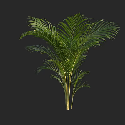 Green Palm Tree With Large Leaves And Slender Trunks In Black Background 3d model