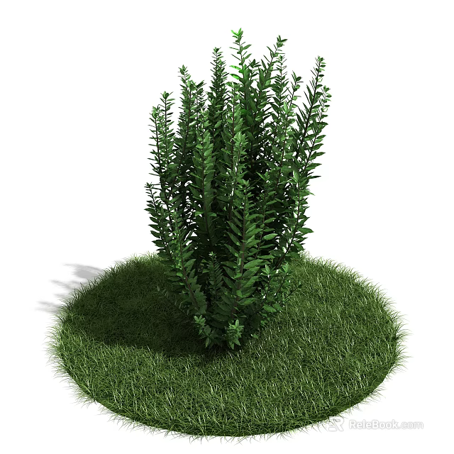 Vibrant Green Shrub with Lush Foliage Growing on Circular Fresh Green Lawn 3d model 