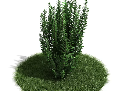 Vibrant Green Shrub with Lush Foliage Growing on Circular Fresh Green Lawn 3d model