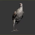 Detailed Gray and Brown Bird Standing on Gradient Gray to Black Background