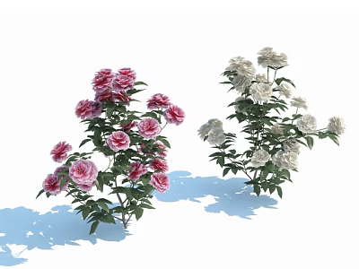 Vibrant Pink and White Garden Flowers with Lush Green Leaves and Stems 3d model