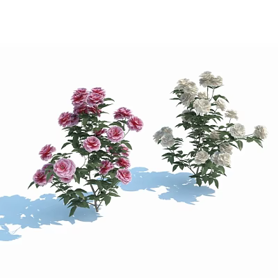 Vibrant Pink and White Garden Flowers with Lush Green Leaves and Stems 3d model