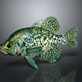 Vivid Green Spotted Fish with Intricate Scales and Clear Reflection on Gray Background