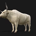 White Horned Bull Standing On Black Background With Realistic Details