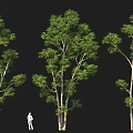 Lush Tall Green Trees With Human Figure Standing In Black Background