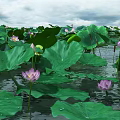 Tranquil Natural Lotus Pond Scenery With Lush Green Leaves And Pink Flowers