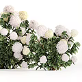 Beautiful Blooming Garden Flowers With Soft White Pink Cream Petals And Lush Green Leaves
