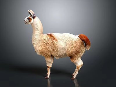 Cute Llama With Light Brown And White Fur Standing On Gray Background 3d model