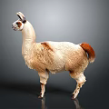 Cute Llama With Light Brown And White Fur Standing On Gray Background