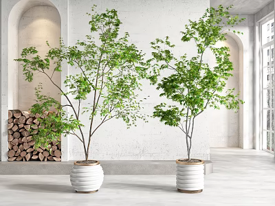 Potted Bonsai Plants With Lush Green Foliage In White Planters For Indoor Decor 3d model