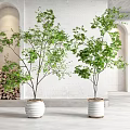 Potted Bonsai Plants With Lush Green Foliage In White Planters For Indoor Decor