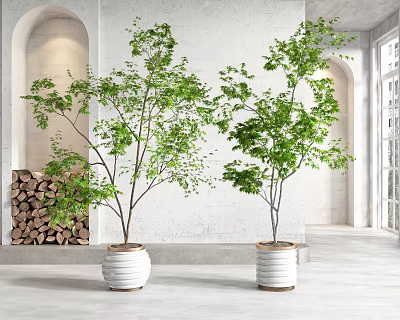 Potted Bonsai Plants With Lush Green Foliage In White Planters For Indoor Decor 3d model