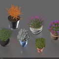 Various Bonsai Potted Plants With Colorful Foliage And Different Colored Pots