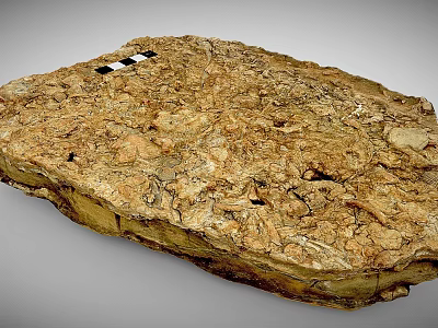 Ancient Fossil Specimen With Textured Brownish Yellow Surface And Black Squares 3d model