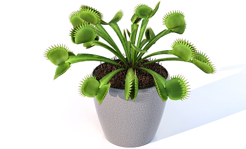 cannibal potted plant 3d model