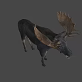 A Majestic Moose With Large Antlers Standing On White Background