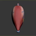 3D Rendered Human Liver Anatomy with Red Tissue Blue Blood Vessels and Gallbladder