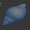 Brown Spiral Conch Shell With Textured Surface On Dark Background Reflection