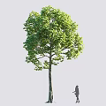 Tall Green Tree With Lush Foliage And Little Girl Standing Beside It