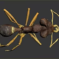 Detailed 3D Render of Brown Yellow Ant With Long Legs and Antennae on Black Background