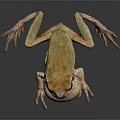 Vibrant Yellowish Brown Frog With Swollen Throat And Long Legs On Dark Background