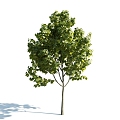 The Modern Tree 3d model