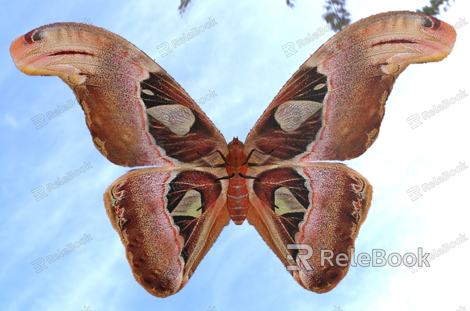 Sapium tallow large silkworm moth Huang moth Atlas moth snakehead moth snakehead butterfly overlord butterfly overlord moth and other insect animals model