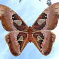 Sapium tallow large silkworm moth Huang moth Atlas moth snakehead moth snakehead butterfly overlord butterfly overlord moth and other insect animals 3d model