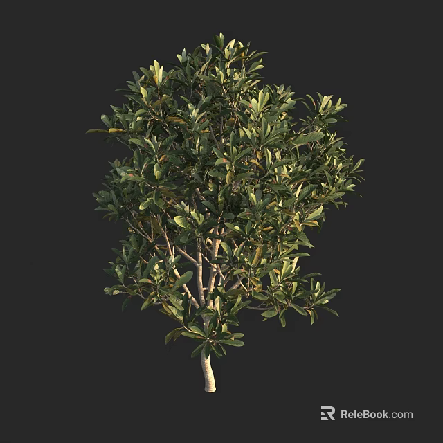 Full Grown Arbor With Dense Green Leaves And Balanced Crown Shape 3d model 