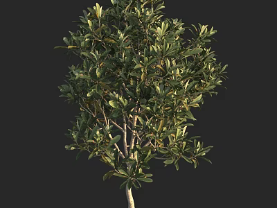 Full Grown Arbor With Dense Green Leaves And Balanced Crown Shape 3d model