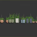 Colorful Planters with Green Plants Hanging and Placed on Home Decor Surface