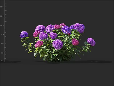 Beautiful Hydrangea Flowers With Purple And Pink Blooms And Green Leaves 3d model