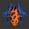 Vibrant Colorful Frog Displaying Orange Body Black Spots And Blue Legs