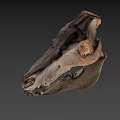 Animal Skull Fossil Skeleton With Prehistoric Bone Structure And Anatomical Features 3d model