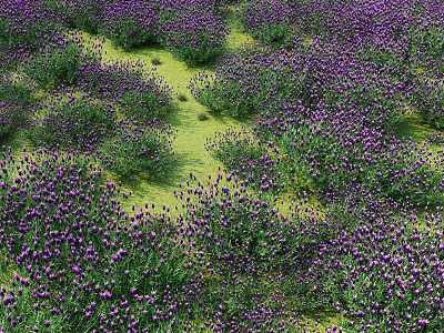 Beautiful Purple Lavender Field With Blooming Flowers And Lush Green Grass 3d model