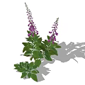 Purple Foxglove Flowers With Green Leaves And Tall Blooming Stems