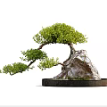 Bonsai Tree with Curved Trunk Lush Green Foliage and Natural Stone on Black Circular Base