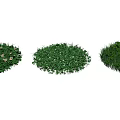 Different Types of Round Shaped Lush Green Grass and Plant Clumps in Garden