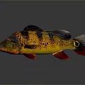 Vibrant Fish With Yellow Orange Black Stripes Red Fins Tail Open Mouth On Gray Background