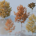 Deciduous Trees Displaying Autumn Foliage with Yellow Orange and Brown Reflections 3d model