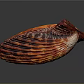 Detailed Red and Orange Striped Spotted Scallop Shell in Close Up View