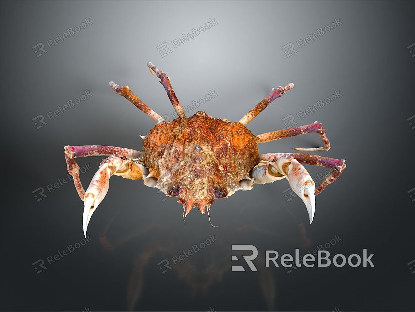 crab sea crab river crab hairy crab bread crab hermit crab big crab small crab marine animal fish model