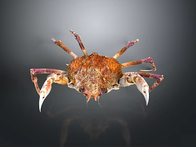 Rusty Brown Crab With Textured Shell Claws And Legs On Gray Gradient Background And Reflection 3d model