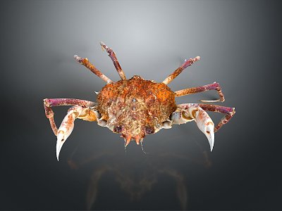 crab sea crab river crab hairy crab bread crab hermit crab big crab small crab marine animal fish model