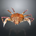 Rusty Brown Crab With Textured Shell Claws And Legs On Gray Gradient Background And Reflection 3d model